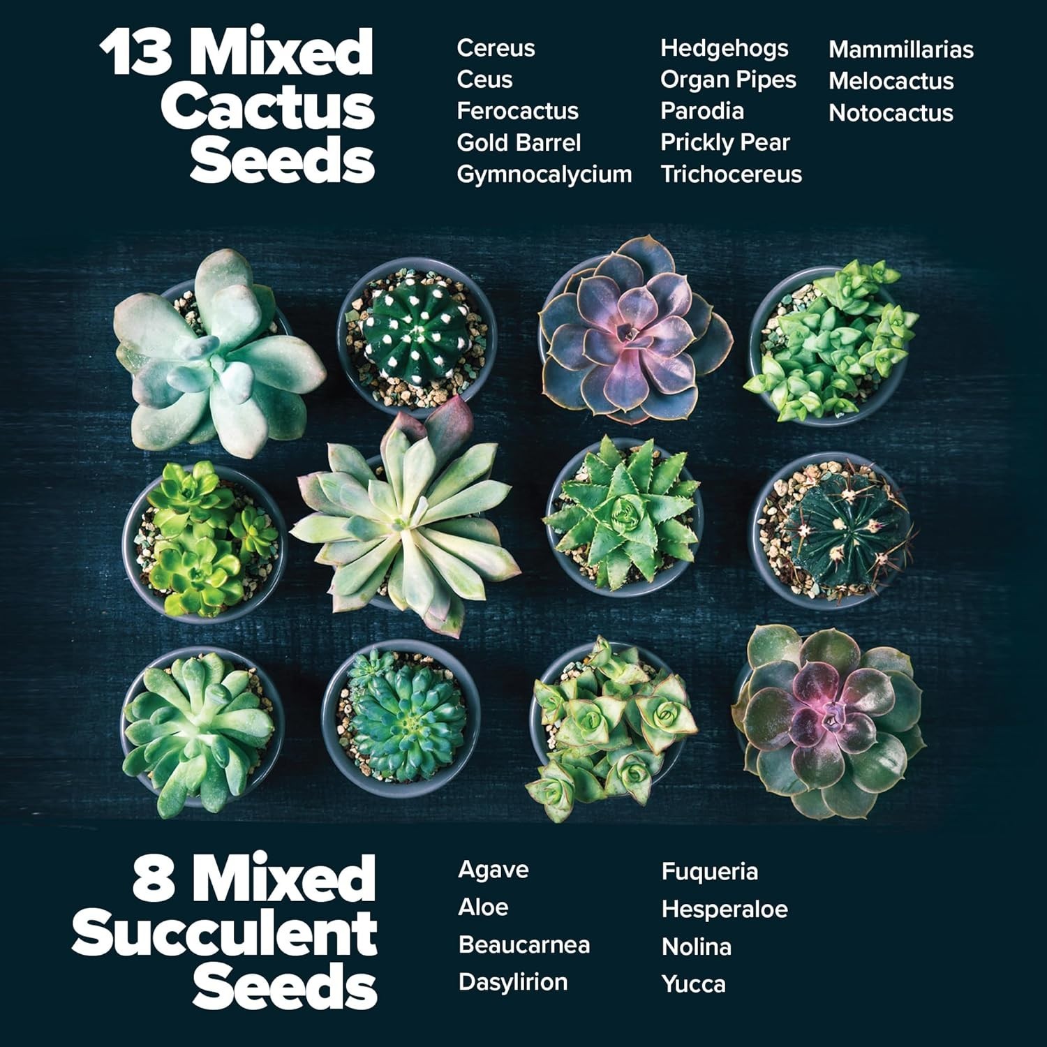 Indoor & Outdoor Cactus & Succulent Starter Kit – All-in-One Gardening