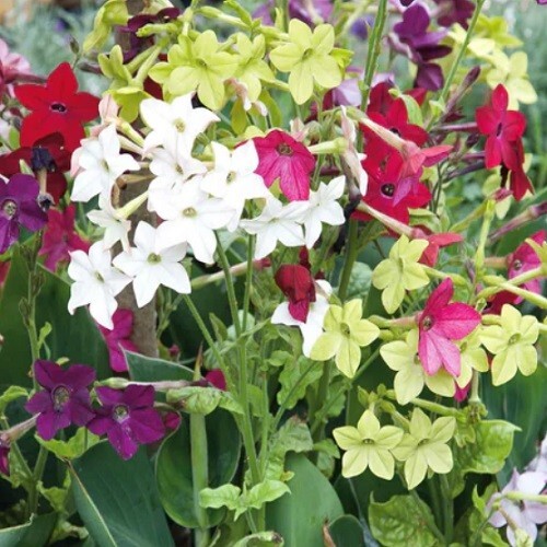 2,500 Fresh Jasmine Tobacco Sensation Seeds Mix Fragrant Flowers Nicotiana Alata