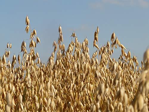 10 lb Whole Oat Seeds, Wildlife, Deer, Food Plot, Cover Crop
