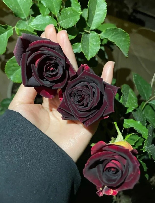 The Black Rose of Halfeti Seeds – Pack 30 Seeds – Rose Flower Gardening