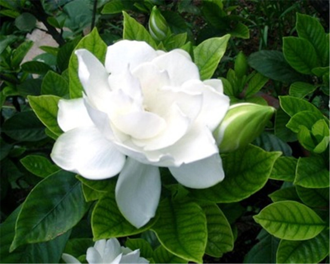 20 EXOTIC RARE GARDENIA SEEDS for garden flower beds plant bush USA SELLER USPS