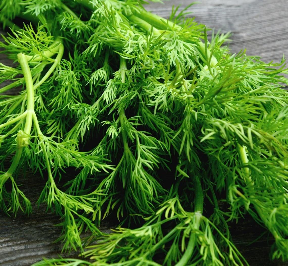 2000+ Mammoth Long Island Dill Seeds —————- Heirloom
