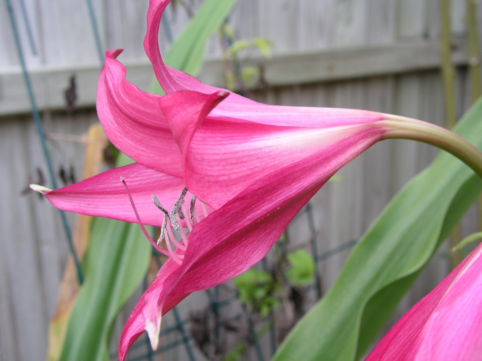 Crinum Lily, Burgundy, large, blooming–size bulb
