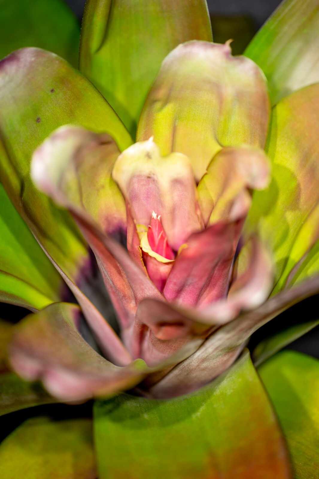 Bromeliad Aechmea Harvito 8″ pot