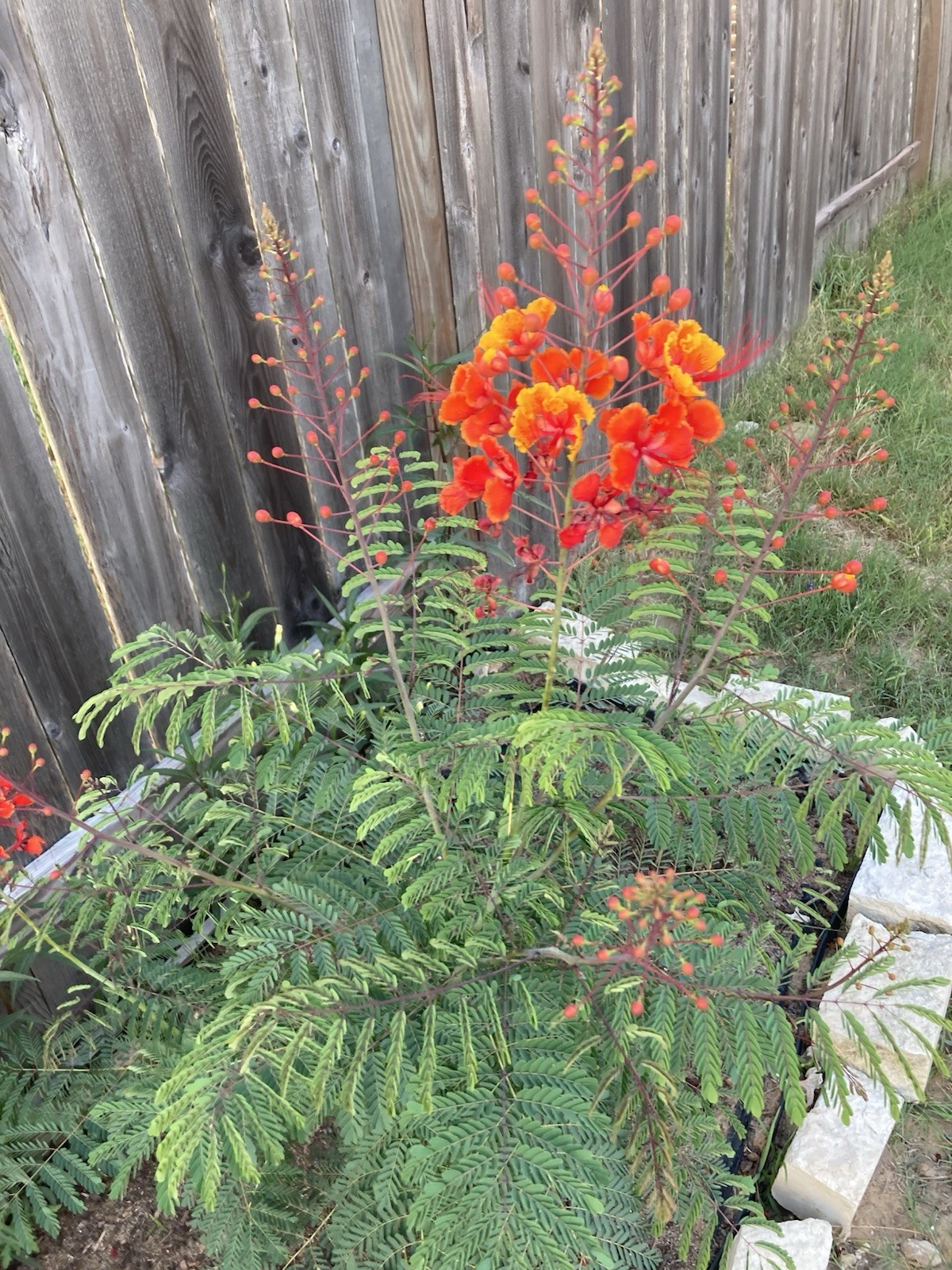 Pride of Barbados Flower 10 SEEDS Peacock Flower Seeds