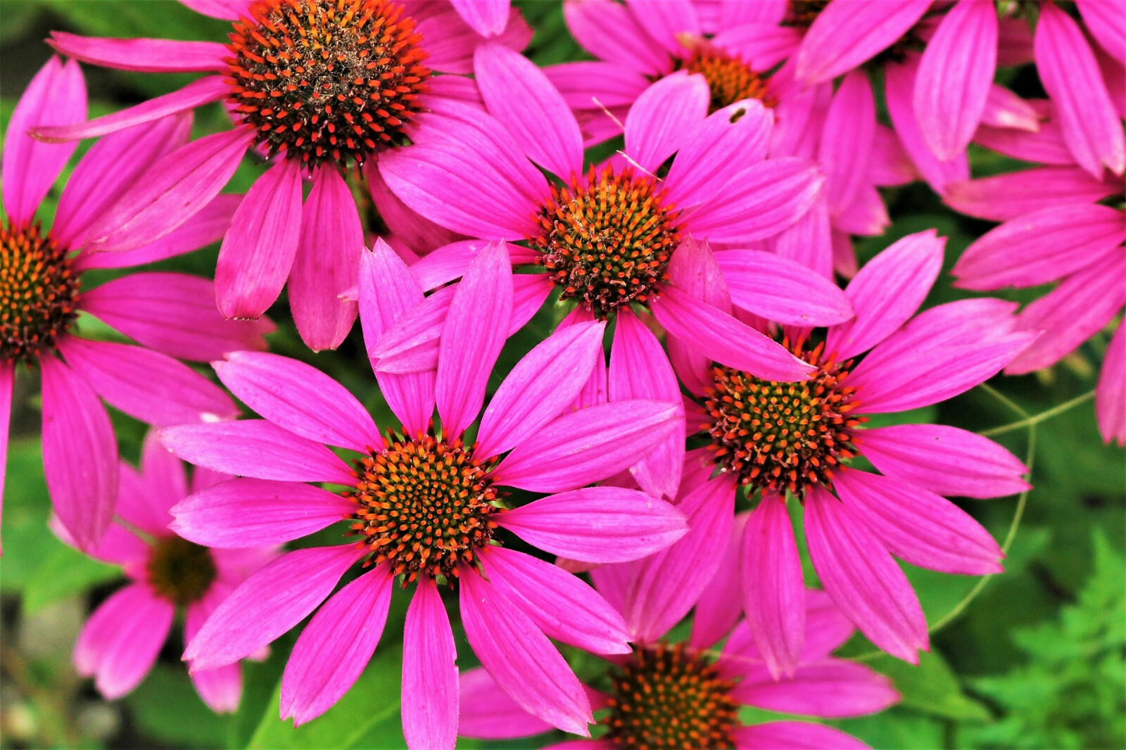 25 BRIGHT STAR CONEFLOWER Echinacea Purpurea Lavender Rose Pink Flower Seeds