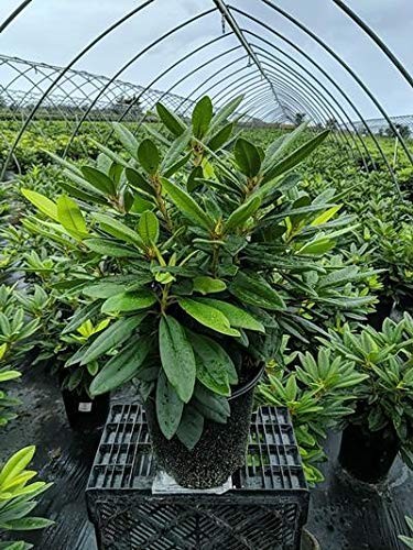 Green Promise Farms Rhododendron Passion` Evergreen, 3-Size Container, Purple…