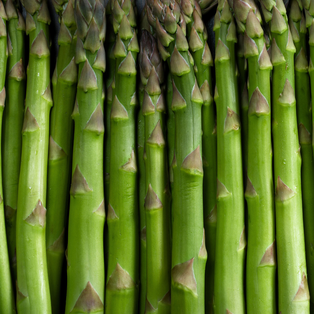 Fresh Asparagus Seeds | Mary Washington | Heirloom Non-GMO | Vegetable Seeds