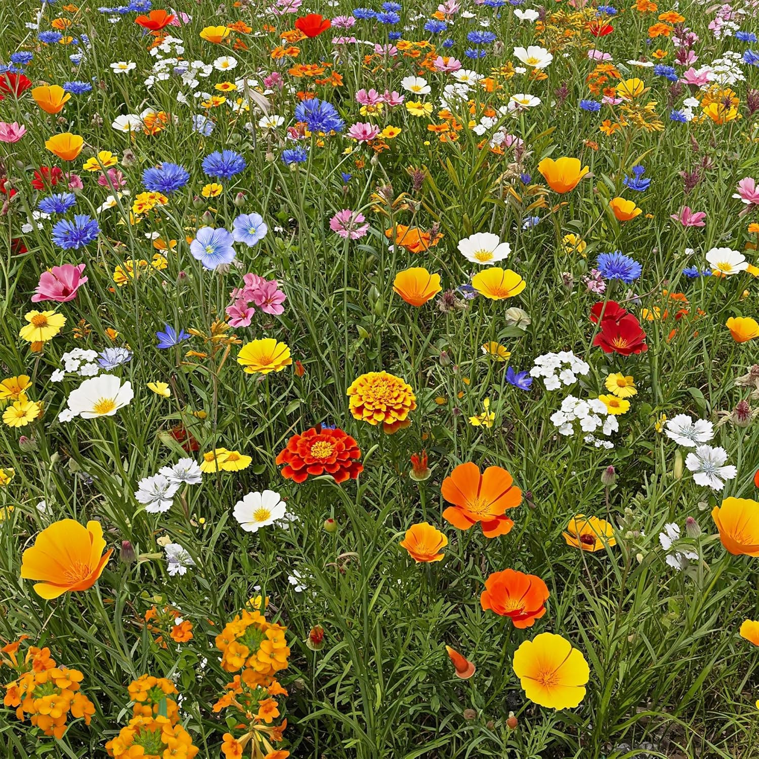 Dwarf Rainbow Colors Mix Bulk Wildflower Seeds, 1Lb