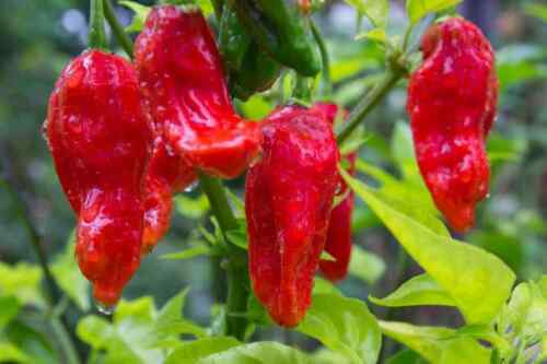25 – 50 Fresh Super-Hot Ghost Bhut Jolokia Red Pepper Seeds Organic 2024 Season