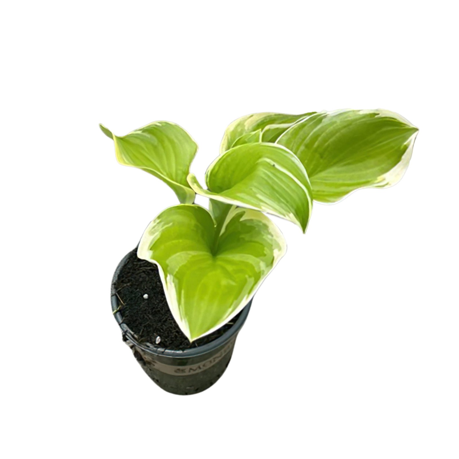 Live Perennial Hosta – Assorted Varieties (3 Plants Per Pack) Beautiful Accen…