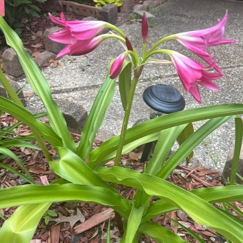 Crinum Lily Ellen Bonsanquet Nice Healthy Medium 2 Blooming size Bulbs