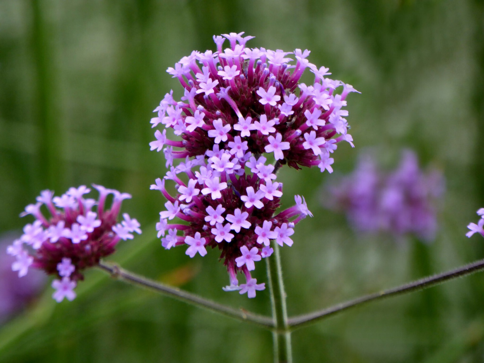 Verbena bonariensis – Purple Top Vervain seed