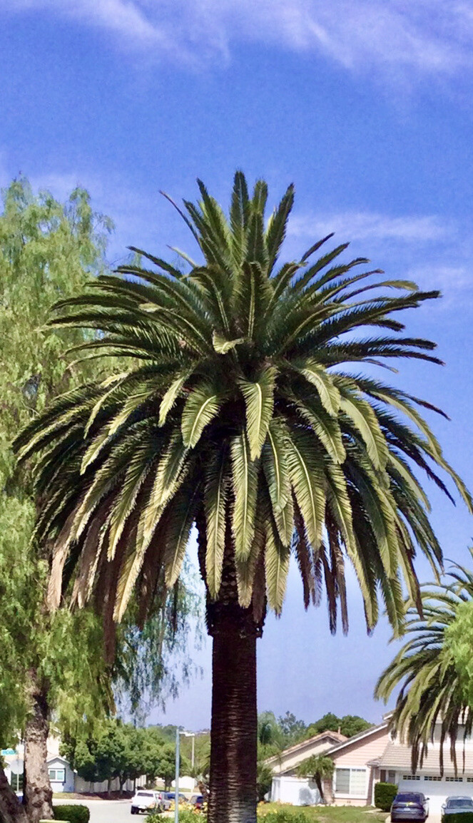 50 King Alexander PALM Tree Seeds Cleaned and Dry Seeds /Ready to Plant