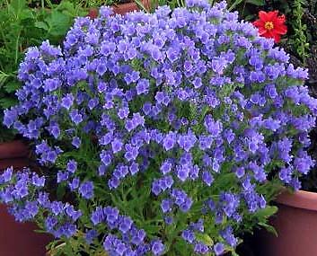 Echium plantagineum Blue Bedder 1,000 seeds