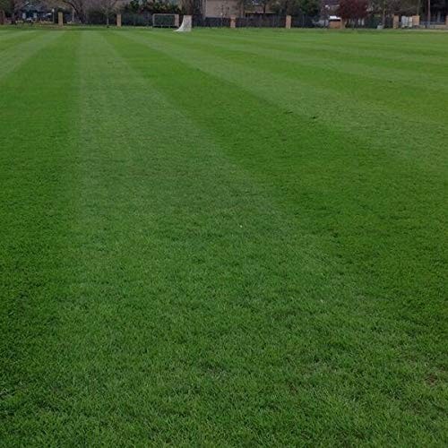 Premium Annual Ryegrass Seed – Oregon Grown, No Fillers, 5lb – Ideal for Lawns &