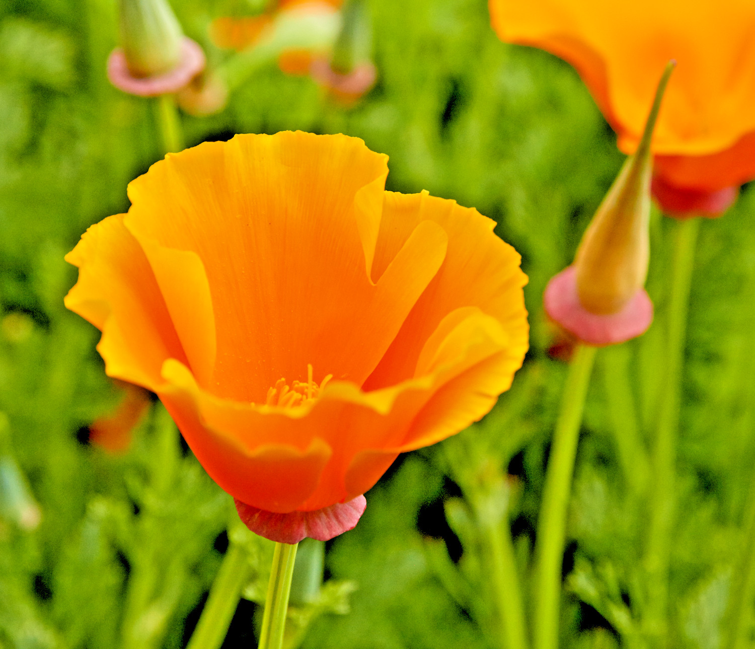 501+ORANGE CALIFORNIA POPPY Seeds Native Wildflower Container Flower Garden