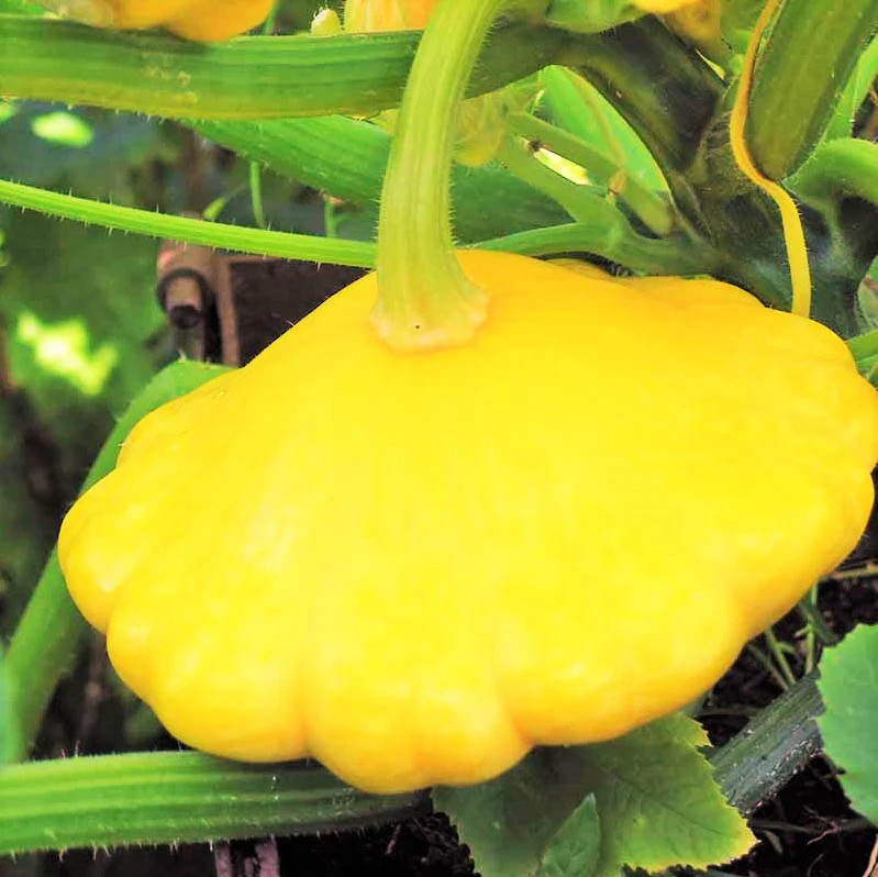3 Colors Mix Patty Pan Seeds | Yellow Green White Bush Scallop Squash Seed 2024