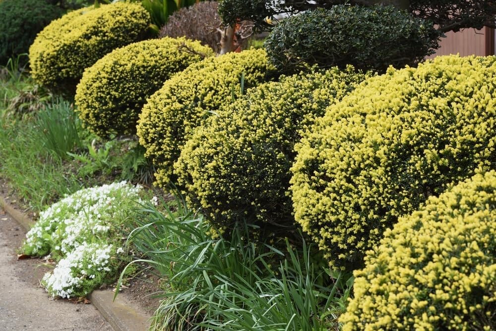30 Japanese Yew Tree Seeds – Taxus cuspidata- Evergreen Shrub