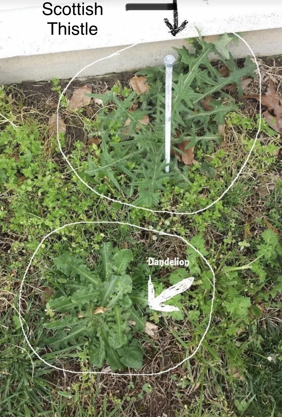 Scottish Thistle Seeds (50 Seeds) 2024