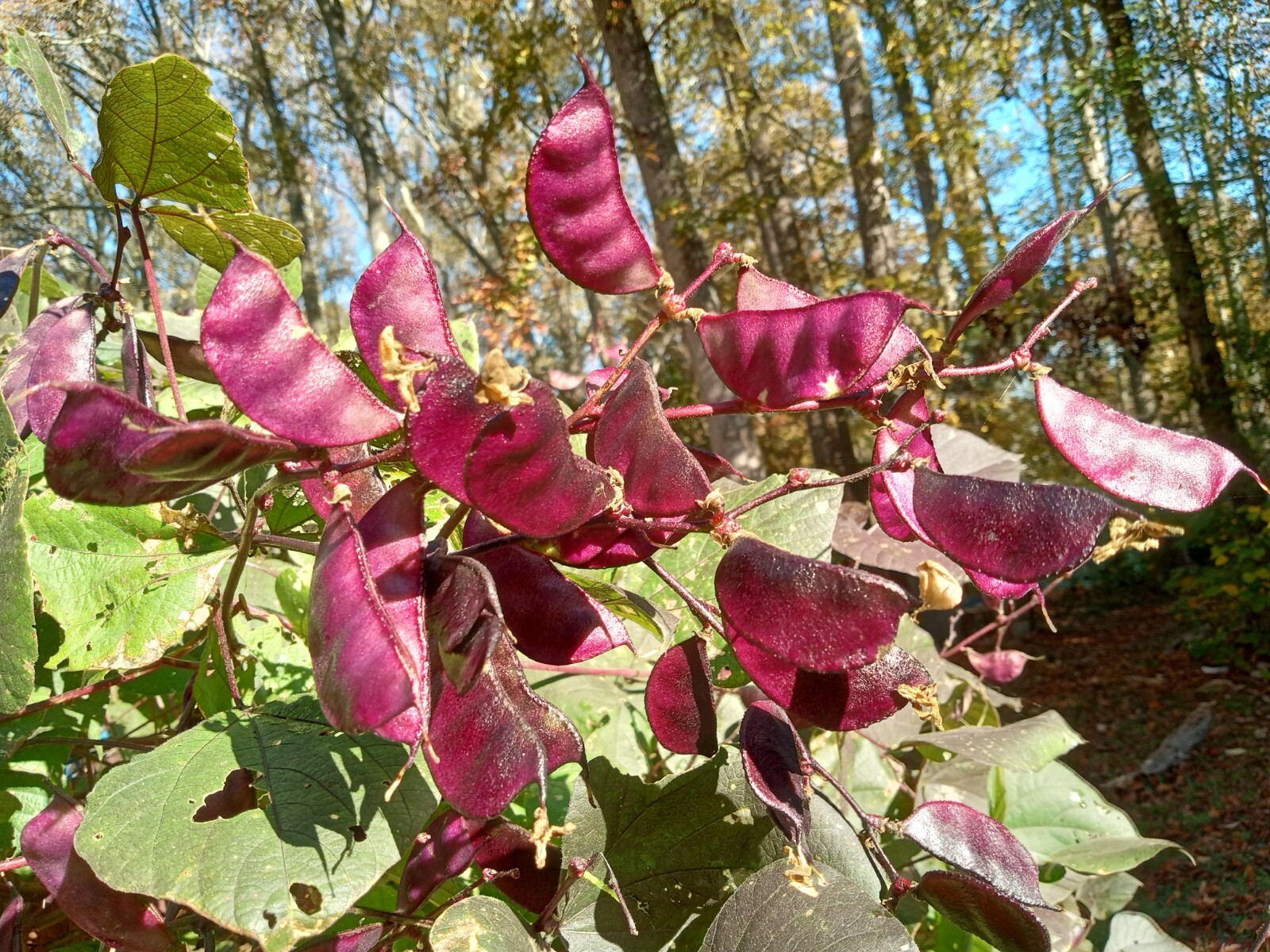 20 Purple Hyacinth Bean Seeds(Lablab purpureus) Grown In USA.