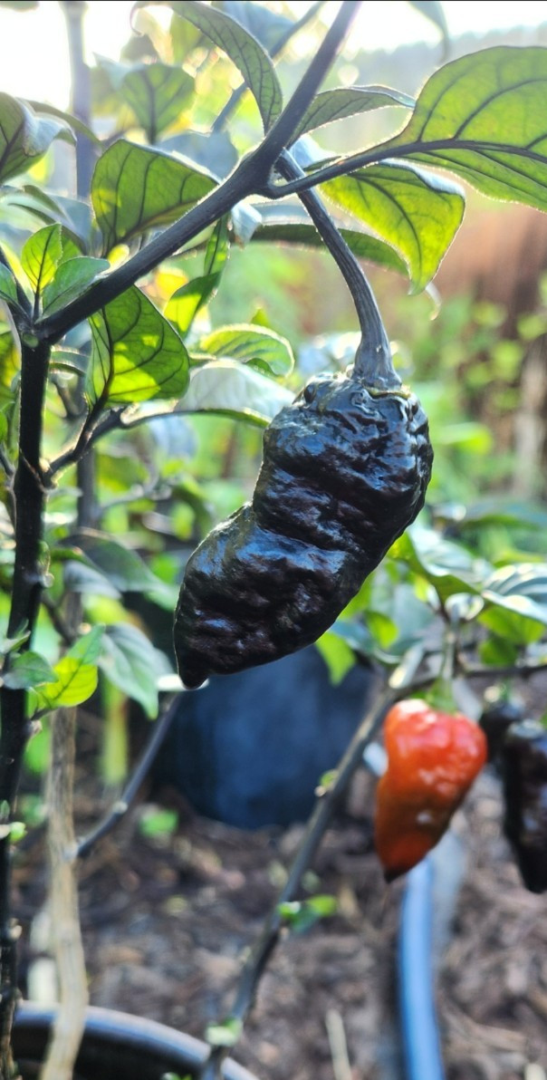 Black Panther Superhot 🔥 10+ Premium Pepper Seeds.