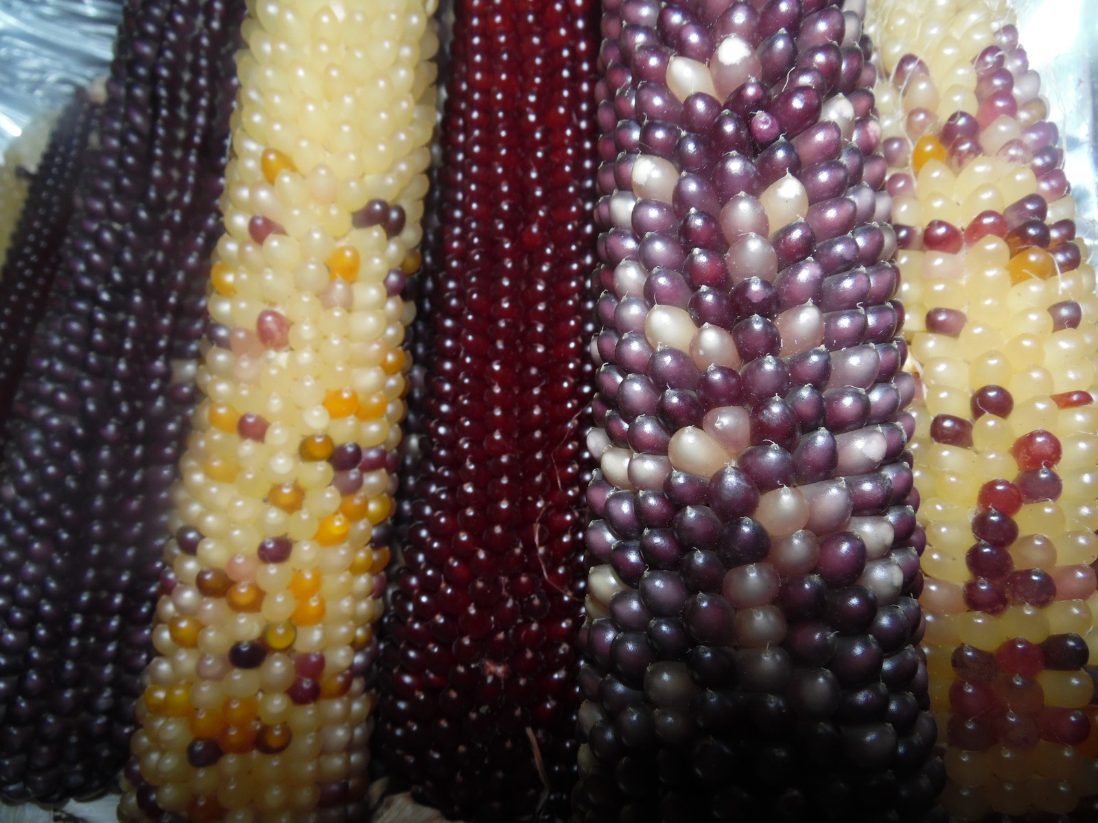 Rainbow Popcorn – 50 Seeds Makes Great Tasting Popcorn KIDS LOVE IT! COMB. S/H