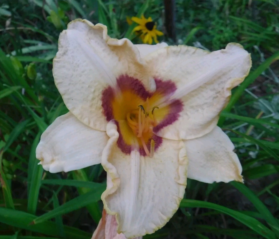 Hemerocallis ‘Gay Cravat’, Daylily, one mature fan, bareroot live starter plant