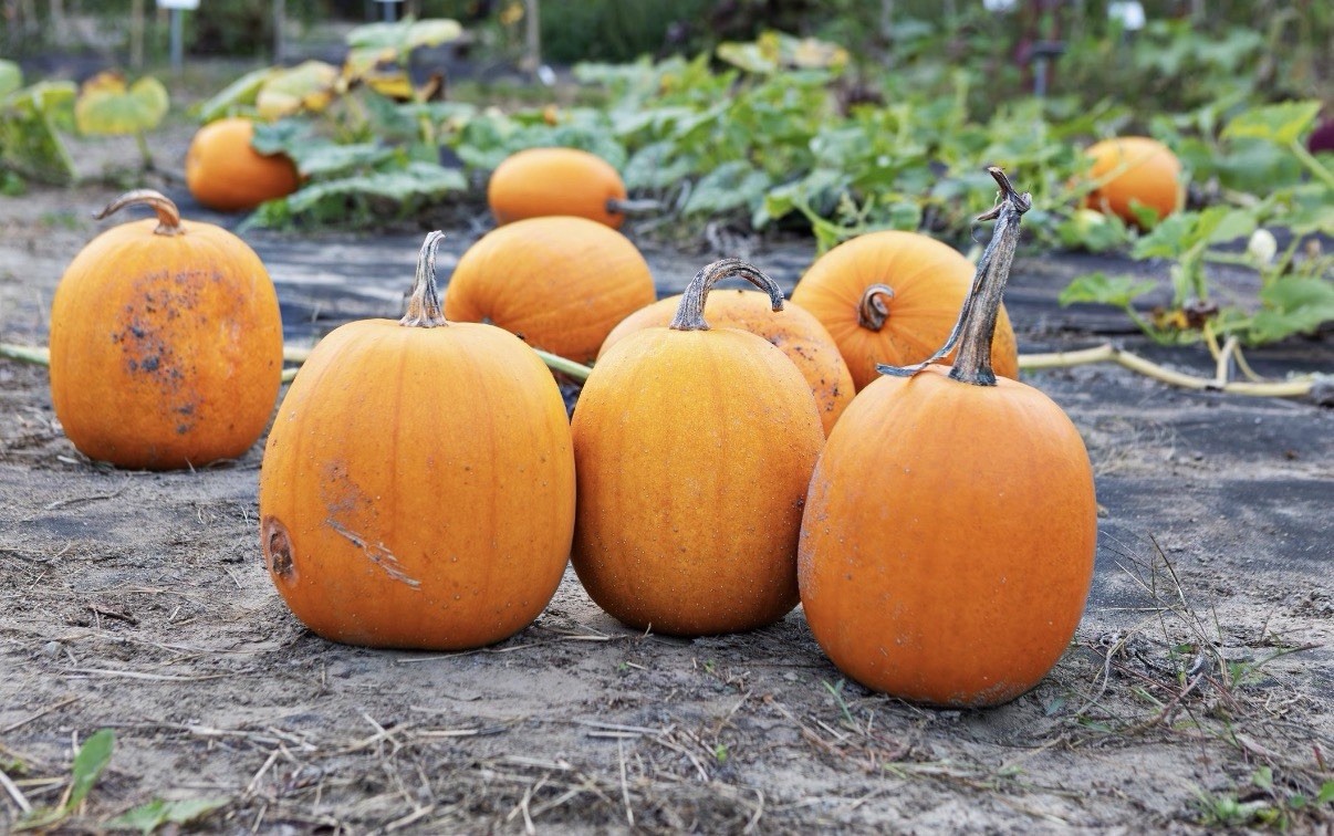 Stangar Fall Pumpkin Seeds NonGMO