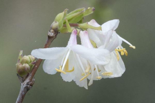 Lonicera fragrantissima | Chinese Honeysuckle | January Jasmine | 75 Seeds