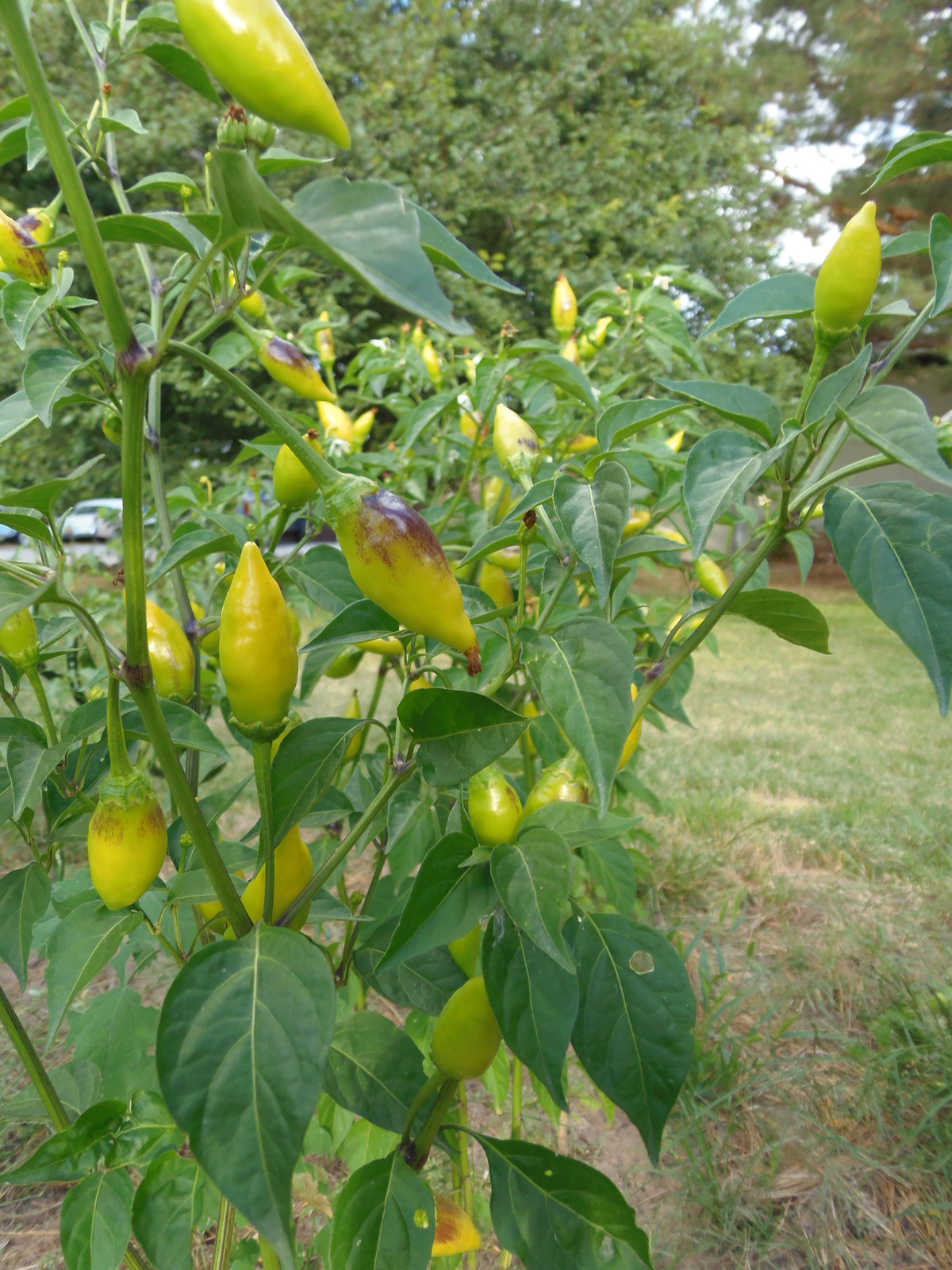 Habenero de Arbol – Fiery little torches will spice up your life!