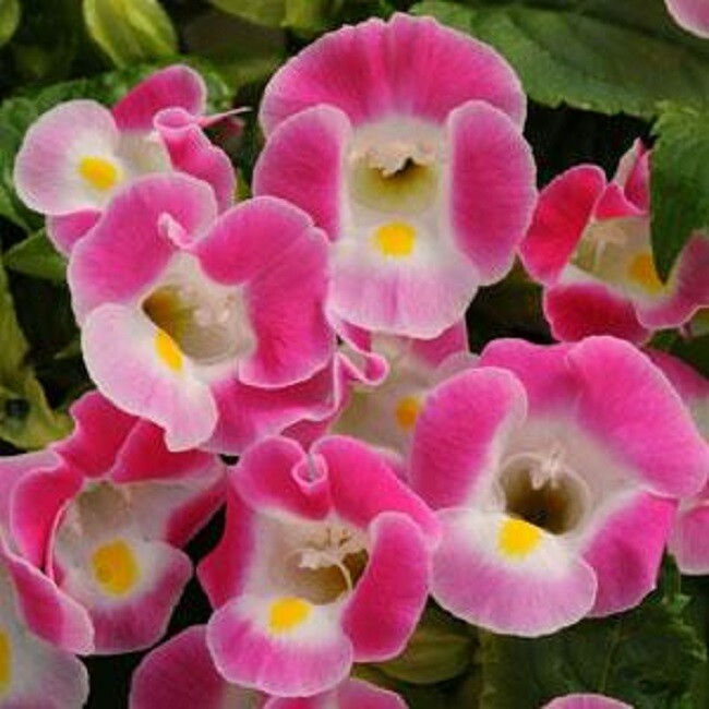 BIN#1R7D5 Torenia Seeds Kauai Rose Seeds 50 Pelleted Seeds