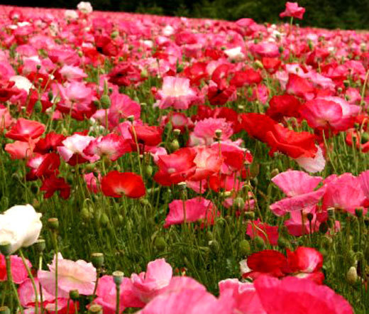 POPPY CASCADE POCKET MIX – 90,000 Bulk Seeds