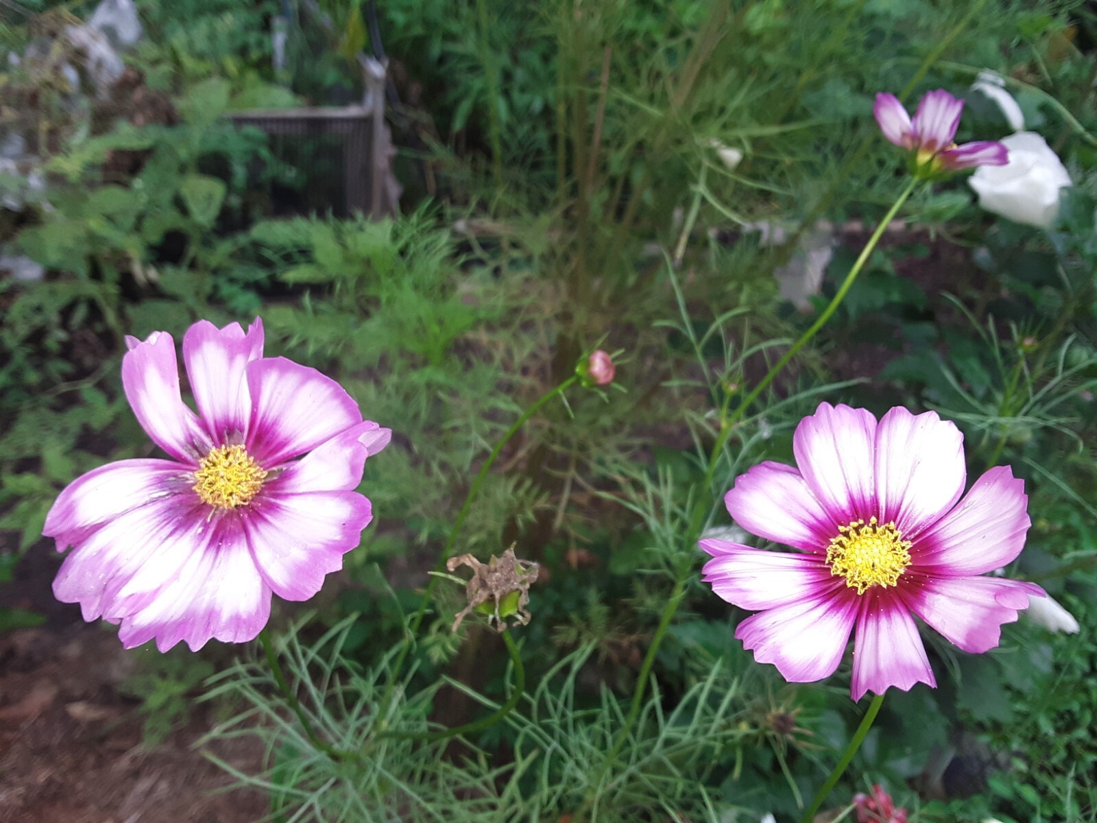 50+ Pink Cosmos Annual Flower Mix Seeds.US grown seeds.Different Shades of Pink.
