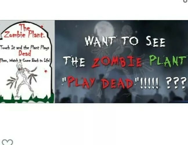 The Zombie Plant Mimosa Pudica 10 Seeds