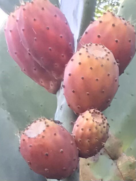 10 Seeds Maroon Red Prickly Pear Cactus Opuntia ficus Nopal Indian Fig Chapeada