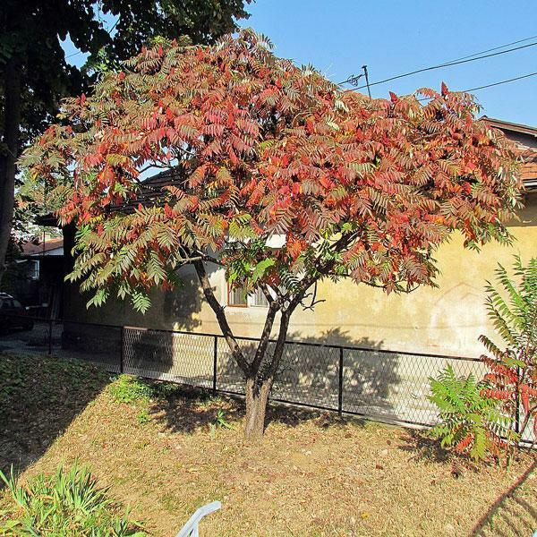 Rhus typhina | Staghorn Sumac | Velvet Sumac ‘Tiger Eyes’ | 10 Seeds