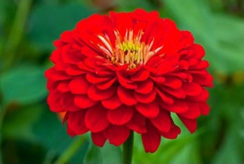 Red Zinnia Seeds, Scarlet Flame, Heirloom Zinnia Seeds, Non-Gmo Flower Seed 75ct
