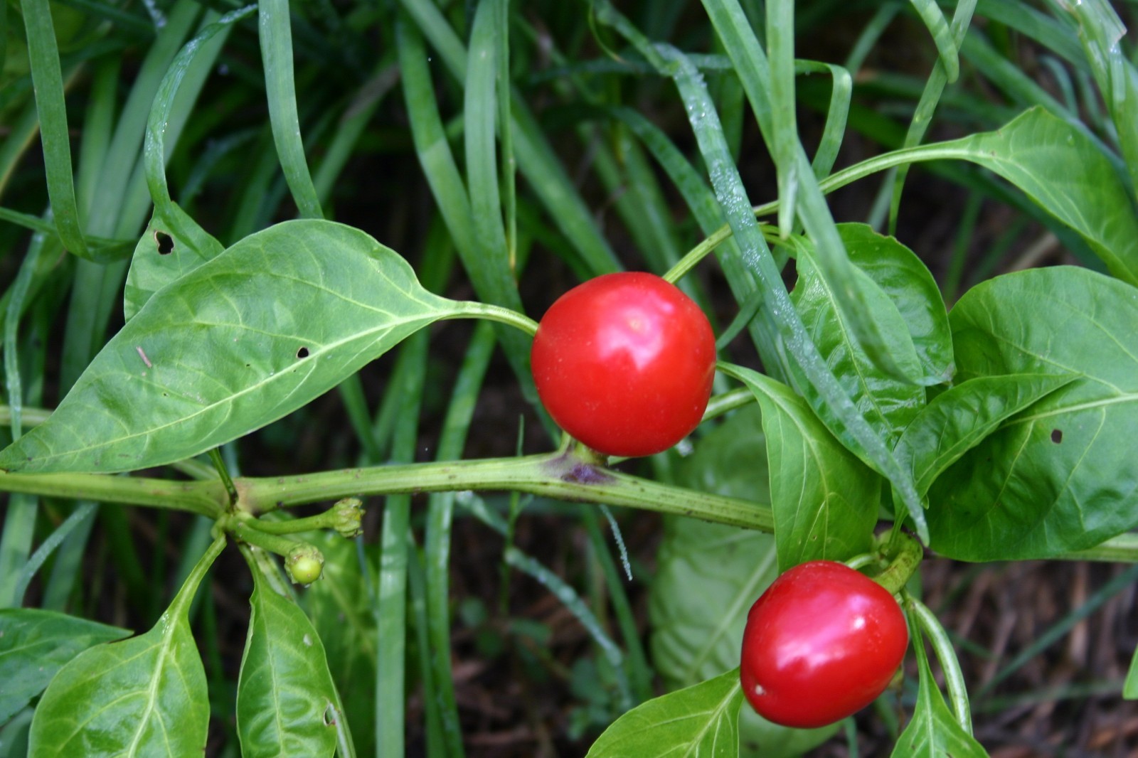 South African sweet piquante peppa-dew pepper seed – 40 seeds