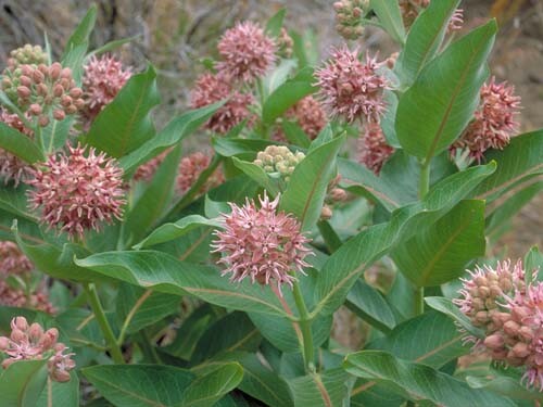 35 Butterfly Milkweed Seeds Showy Pink Native Asclepias speciosa for Monarchs