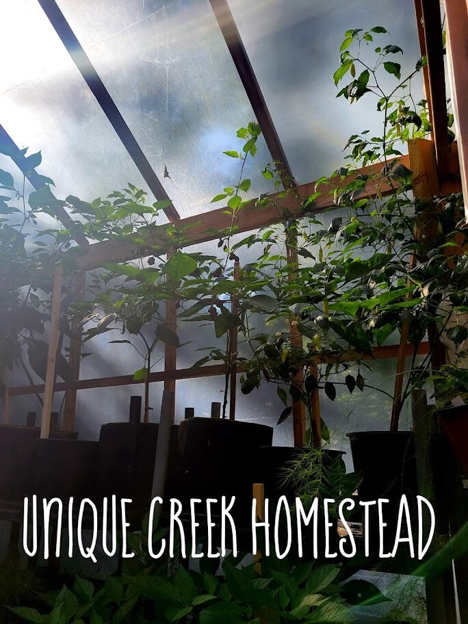 GOLDEN JUBILEE Tomato 25-Seeds Organically Grown Unique Creek Homestead