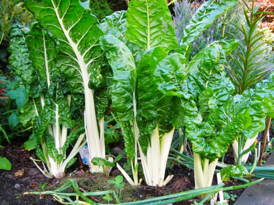 Large White Ribbed Swiss Chard Seeds | Fordhook Lucullus Seed 2025 Fast Shipping