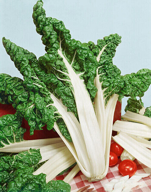 SCARBOROUGH SEEDS Fordhook Giant Swiss Chard 100 Seeds Non GMO Garden Seeds