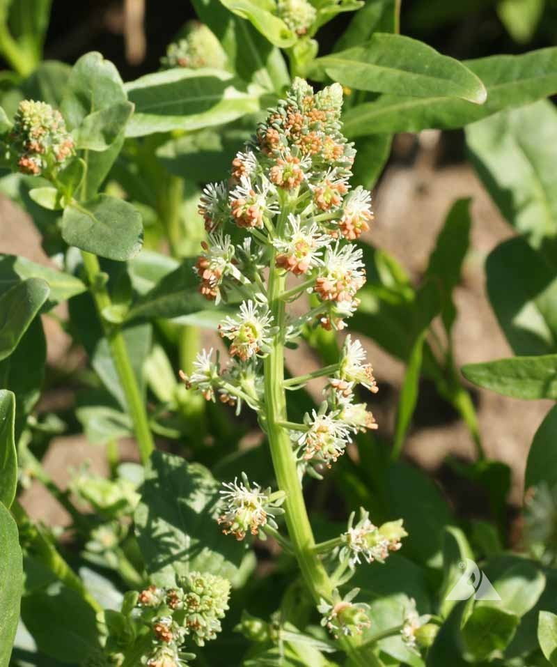 Sweet White Mignonette Reseda odorata Flower Seeds Free Shipping!