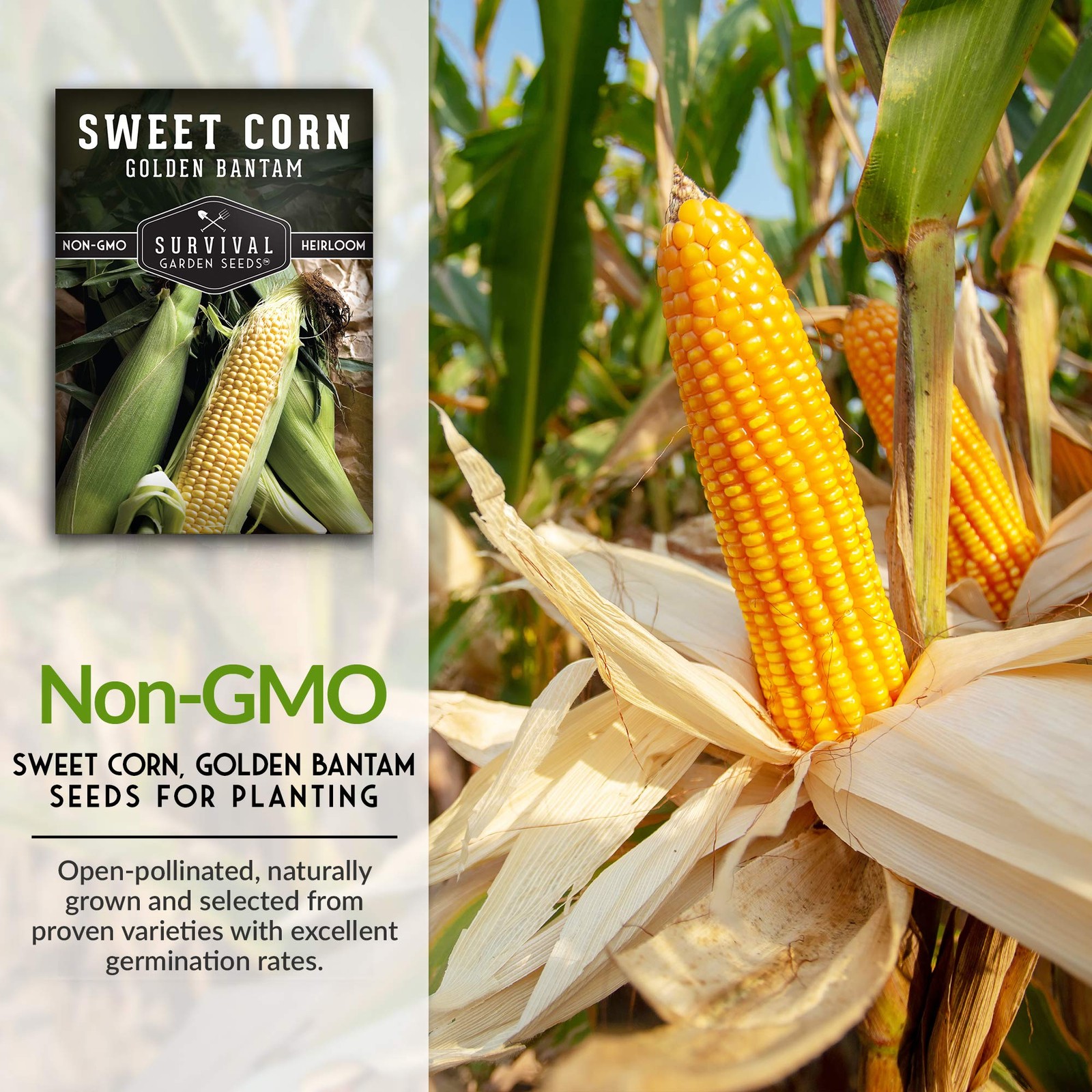 Sweet Corn Seeds for Planting 5 Packs NonGMO Heirloom for Vegetable Garden