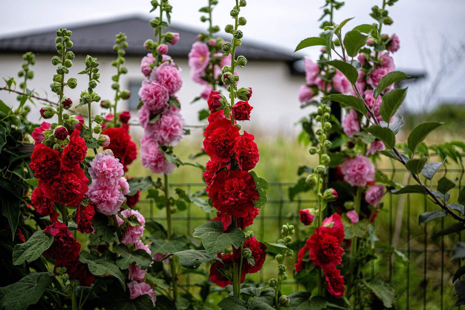 50 Dwarf Double HOLLYHOCK MAJORETTE MIX Alcea Rosea Red Pink White Flower Seeds
