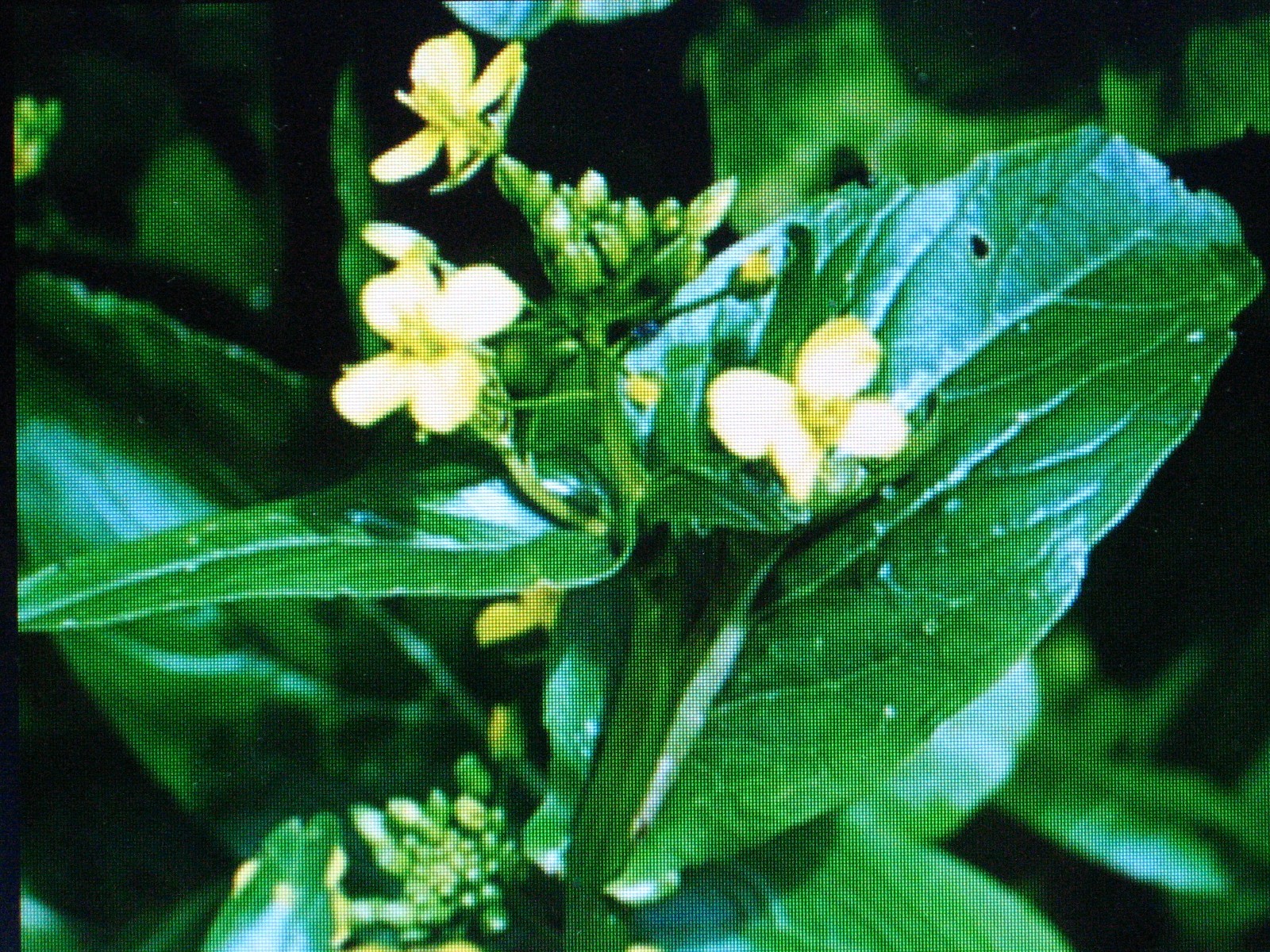 TSOI SIM * CHINESE GREEN * SALADS & STIR FRY * TENDER WITH SWEET FLOWER BUDS