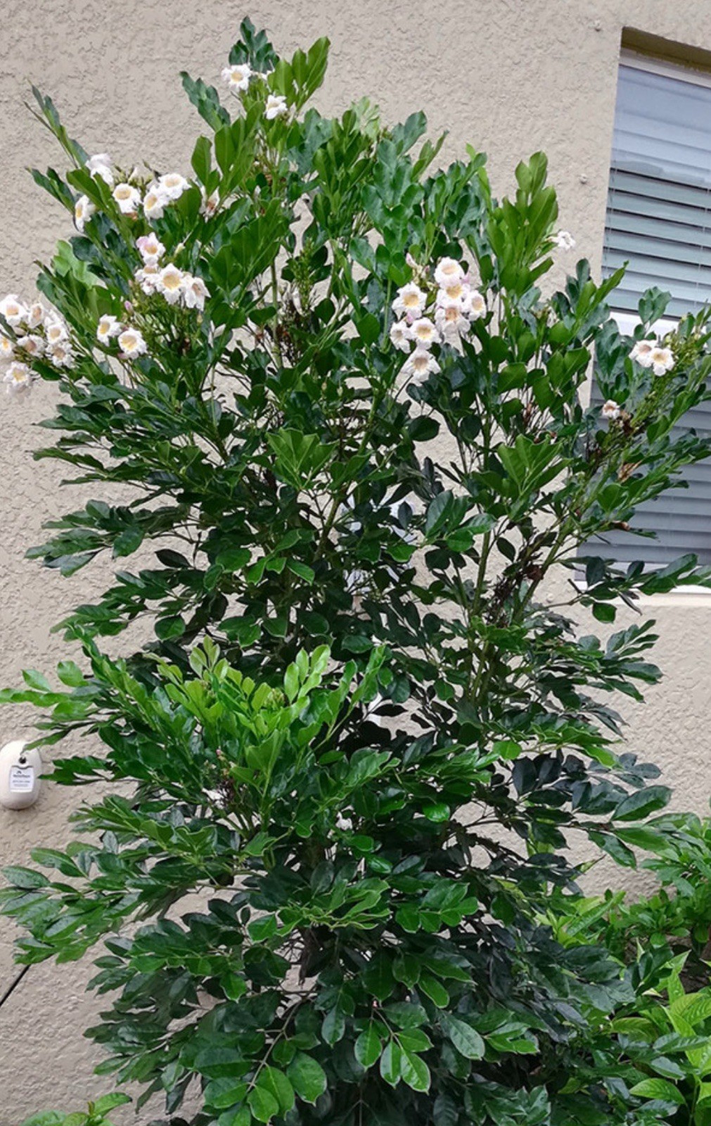 4″Pot of Dwarf Asian Tree Jasmine-RADEMACHERA KUNMING -AKA Dwarf Tree Jasmine