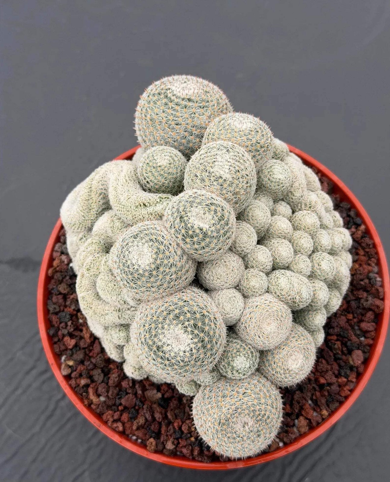 Mammillaria Perbella Monstrose Cluster & Crested Cactus #837 – Rare Collector Sp