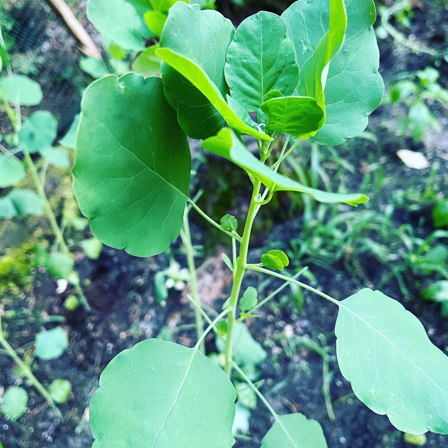 16,000+ Pipicha & Papalo Seeds Bundle – Rare Mexican Herbs – Culinary Heirloom –